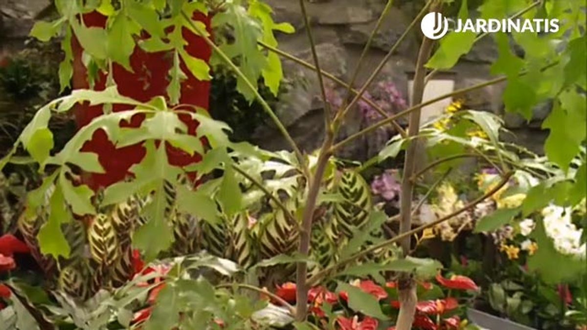 hojas planta cussonia spicata deco jardin 368