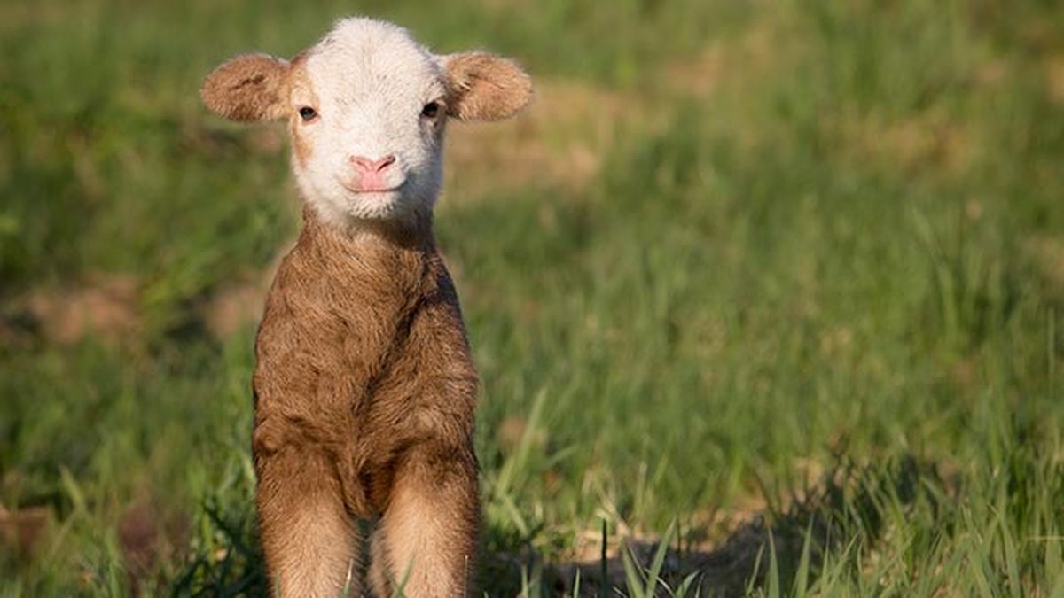 animales felices 7 oveja