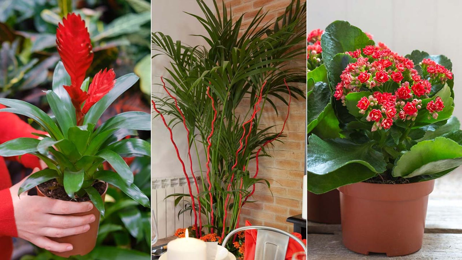 plantas de interior rojas variedades composicion deco 416 jardinatis