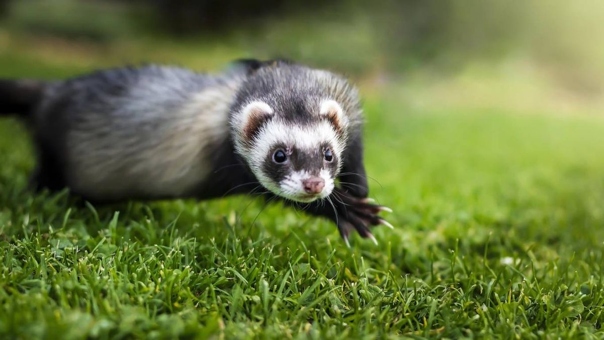 Conoce los alimentos prohibidos para hurones