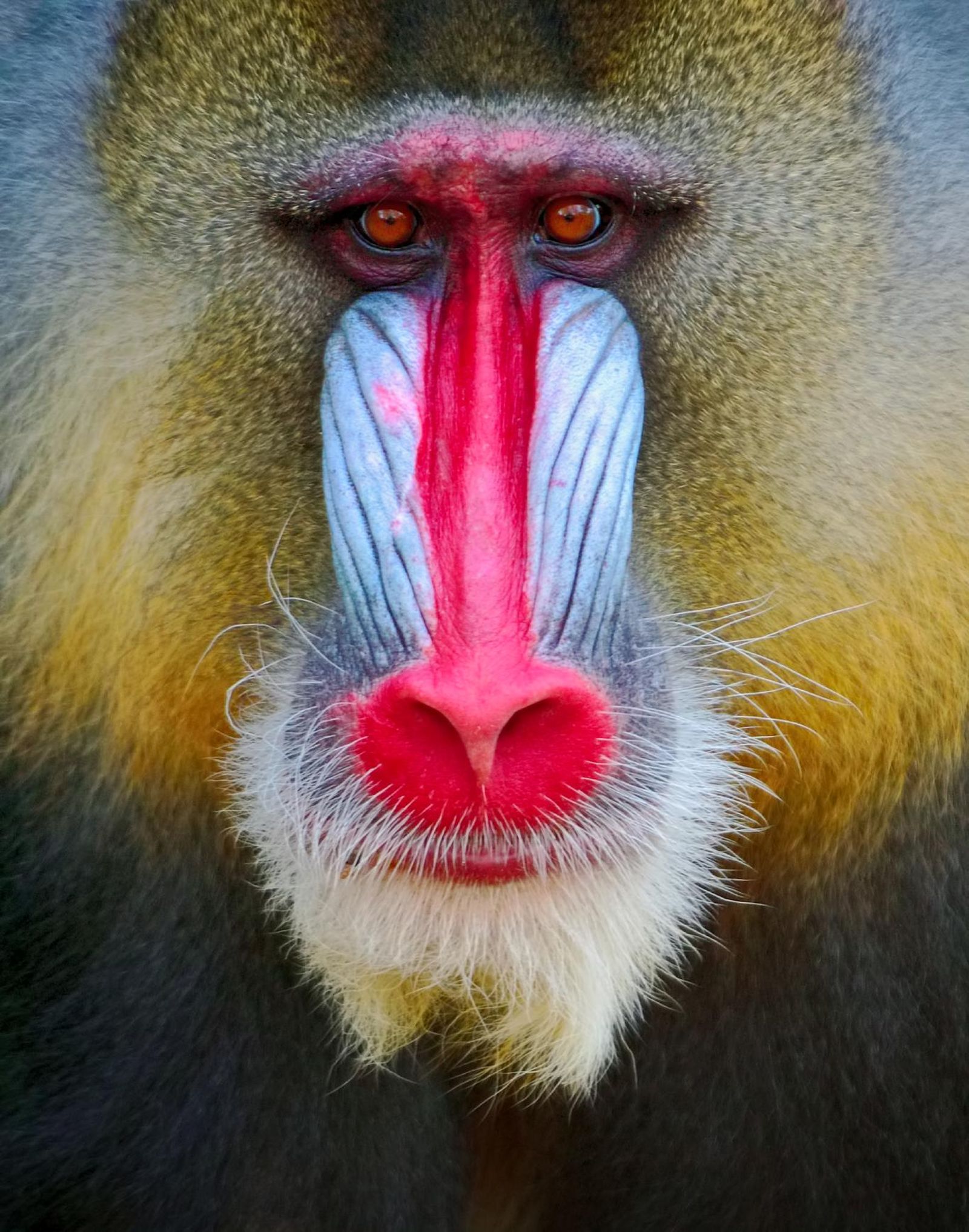Mandril (Mandrillus sphinx). Mandril (Mandrillus sphinx).