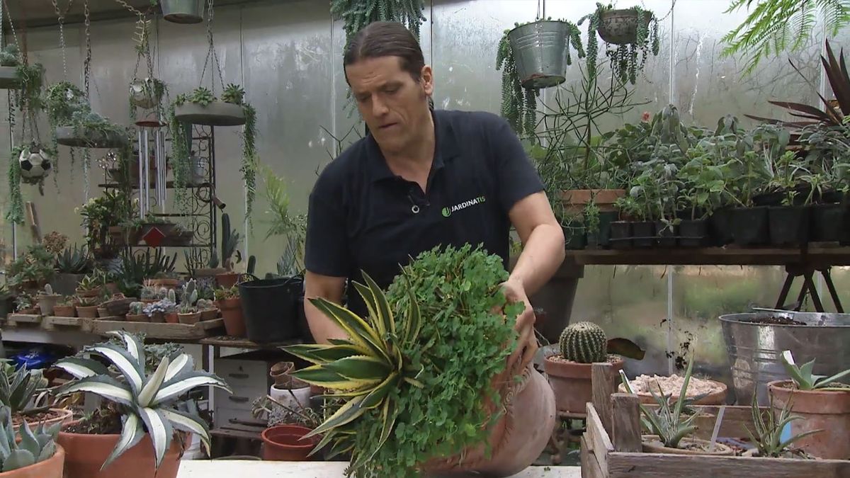 como sanear agave sacar contenedor