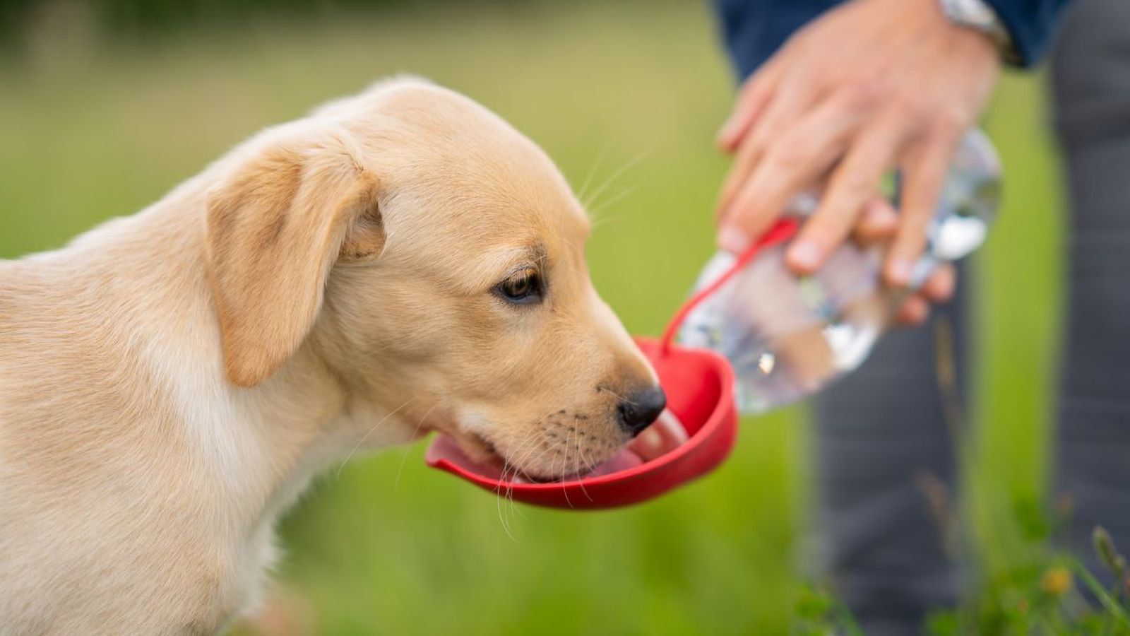 por que mi perro bebe mucha agua portada