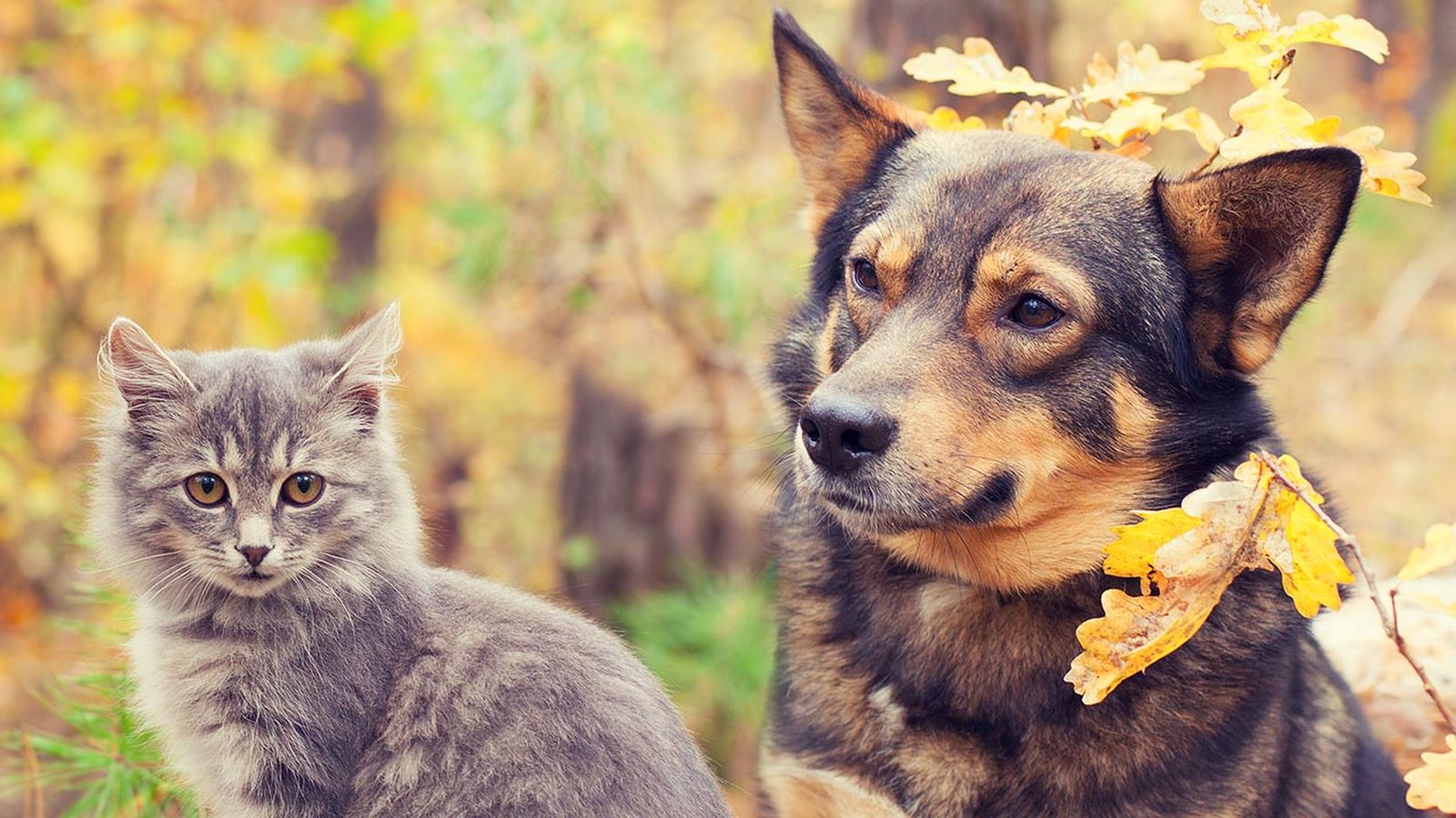 Conviene hacer una revisión veterinaria para controlar las vacunas y su desparasitación.