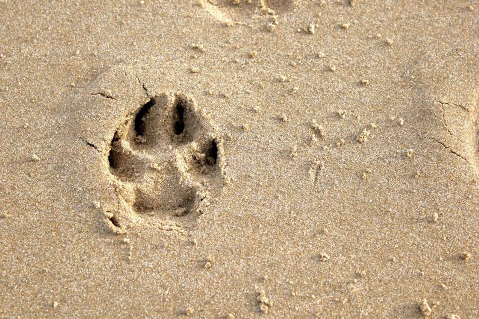 Puedes llevarte de viaje a tu mascota y alojarla en el mismo territorio donde pases tus días de descanso Puedes llevarte de viaje a tu mascota y alojarla en el mismo territorio donde pases tus días de descanso