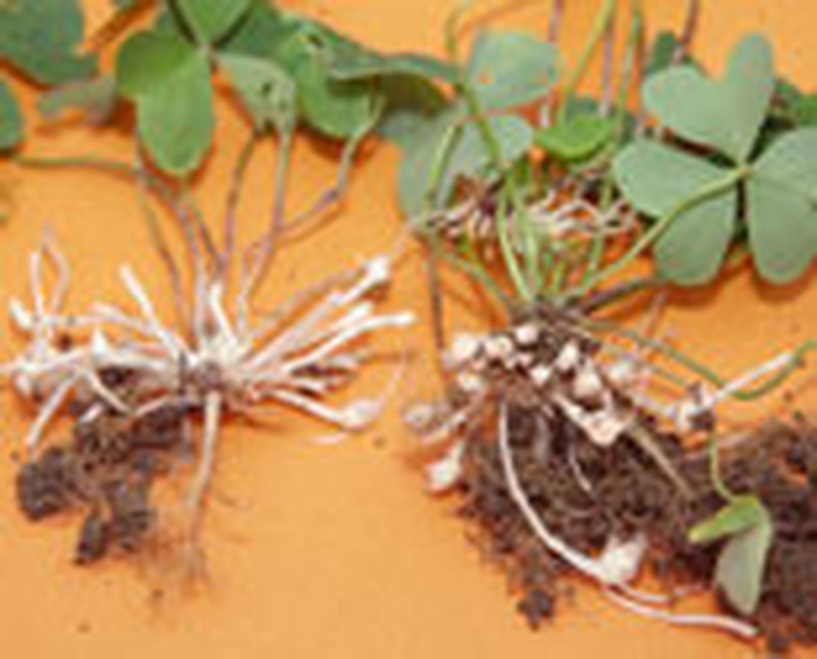 106 oxalis p1 106 oxalis p1