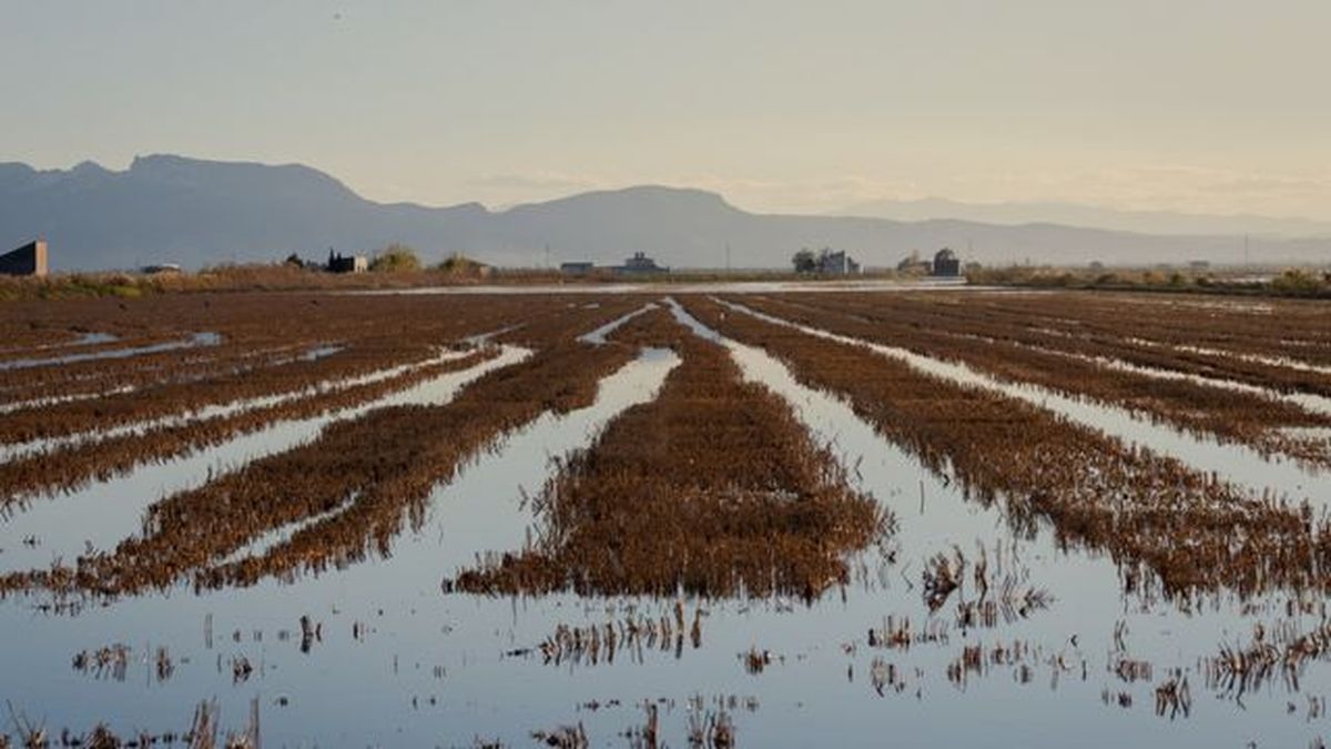 campos de arroz en parque natural de la albufera