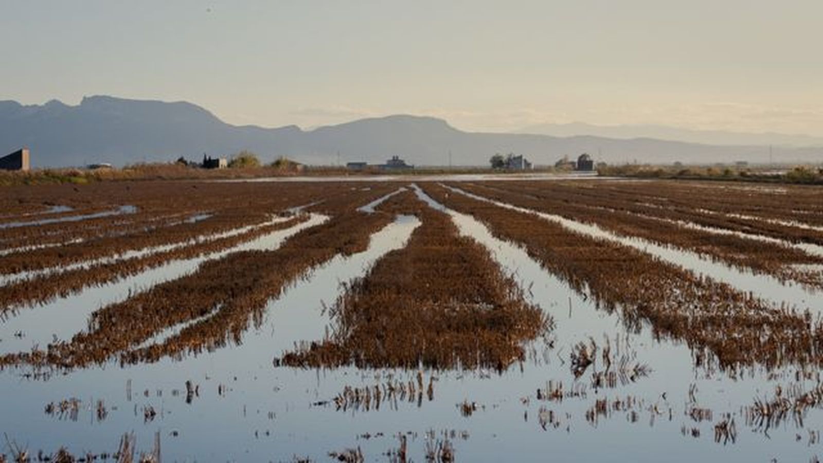 campos de arroz en parque natural de la albufera campos de arroz en parque natural de la albufera