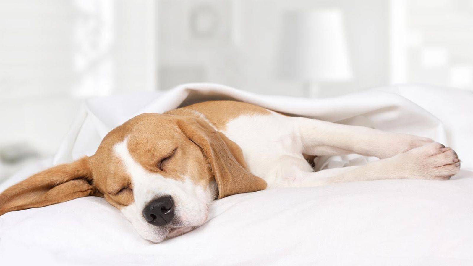 perro durmiendo