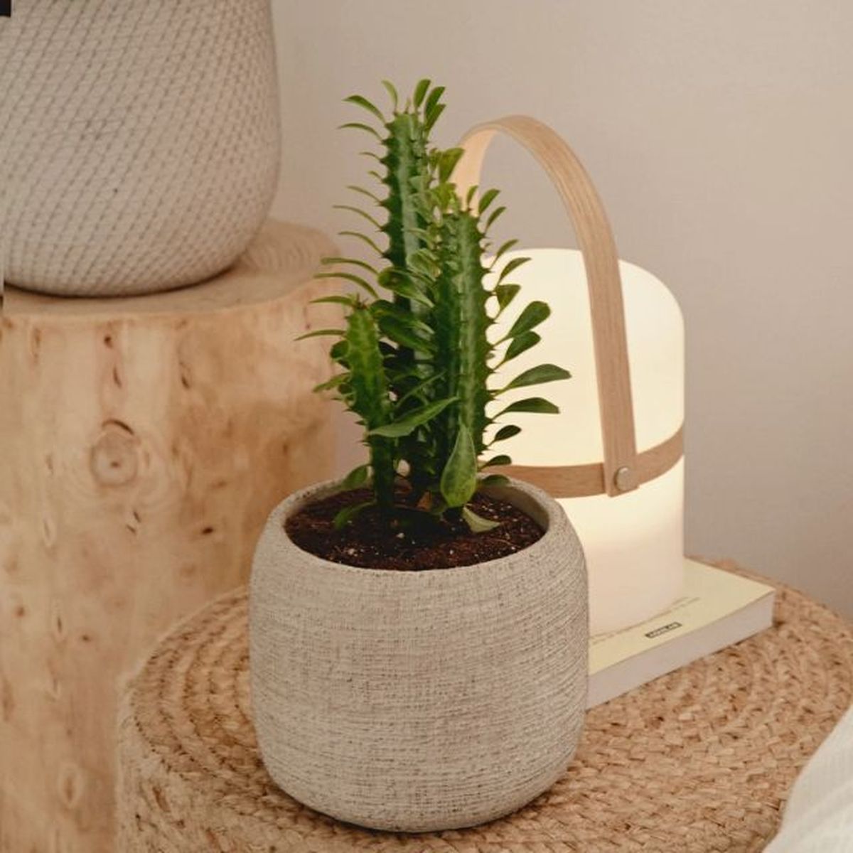 euphorbia trigona april plants