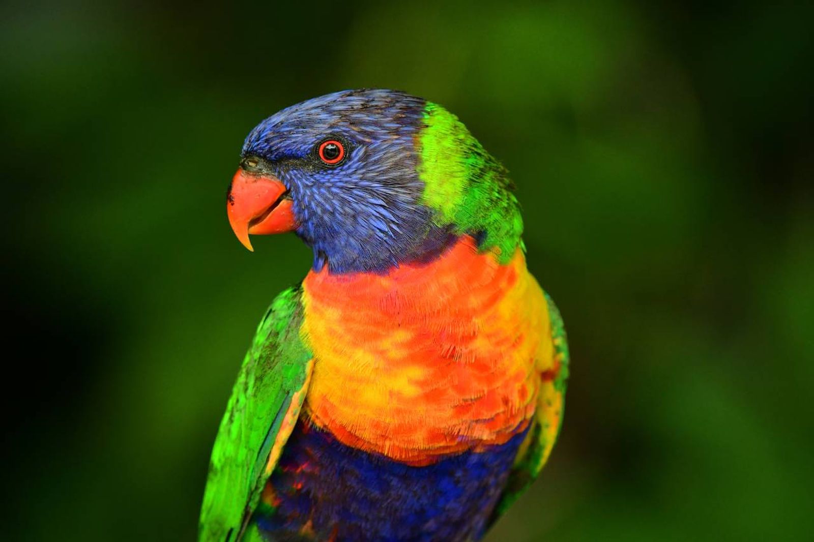El Loro Arcoiris es una de las aves más populares entre los amantes de las mascotas exóticas. El Loro Arcoiris es una de las aves más populares entre los amantes de las mascotas exóticas.