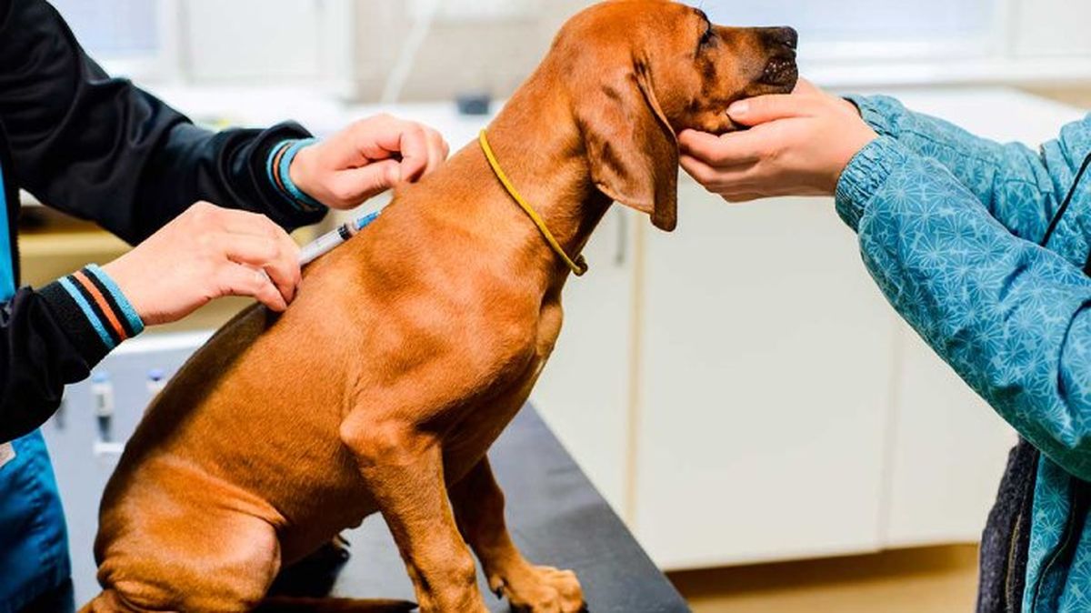 parvovirosis canina 1