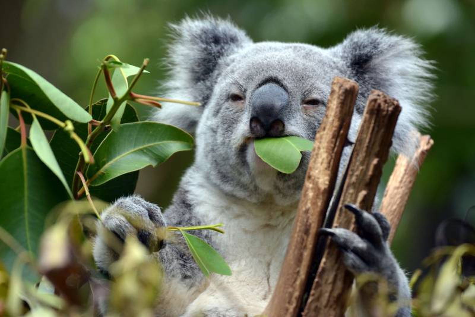 Los koalas no se alimentan de otros árboles, solamente de hojas frescas de eucalipto Los koalas no se alimentan de otros árboles, solamente de hojas frescas de eucalipto