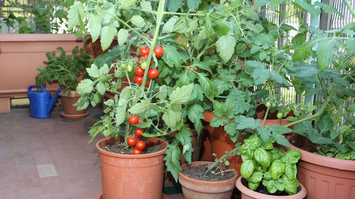 La albahaca también es muy eficaz contra los mosquitos