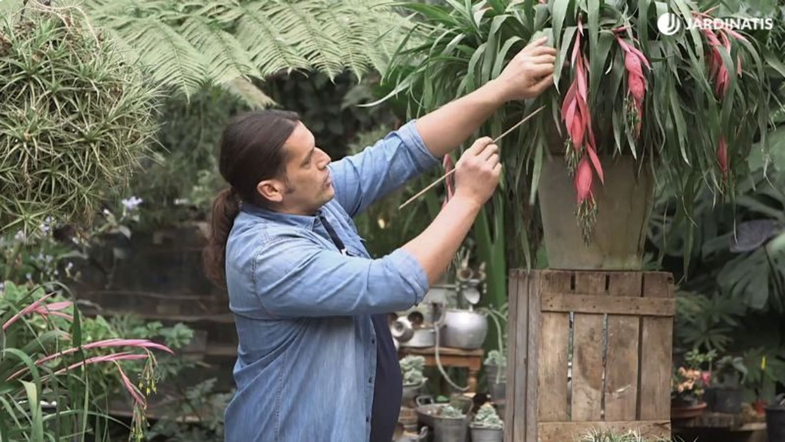 Billbergia windii, una variedad de lágrimas de la reina Billbergia windii, una variedad de lágrimas de la reina