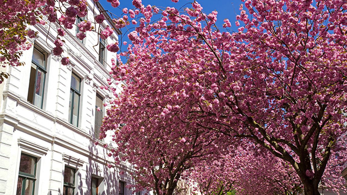 cerezo de bonn floraciones espectaculares de europa