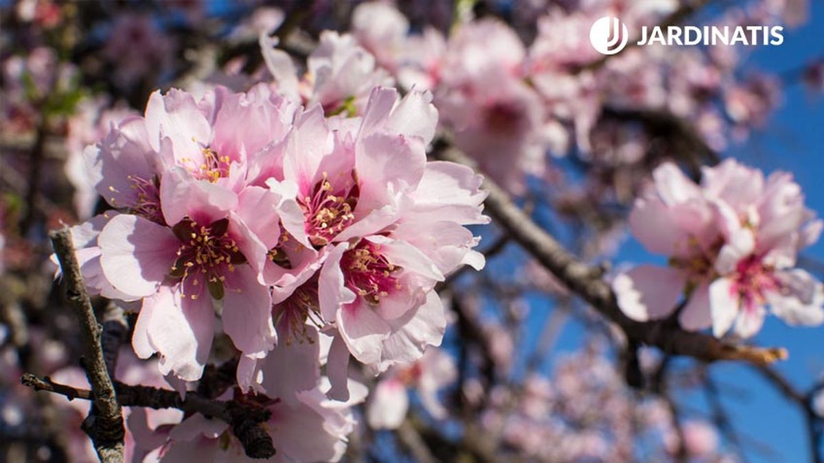 flor almendros
