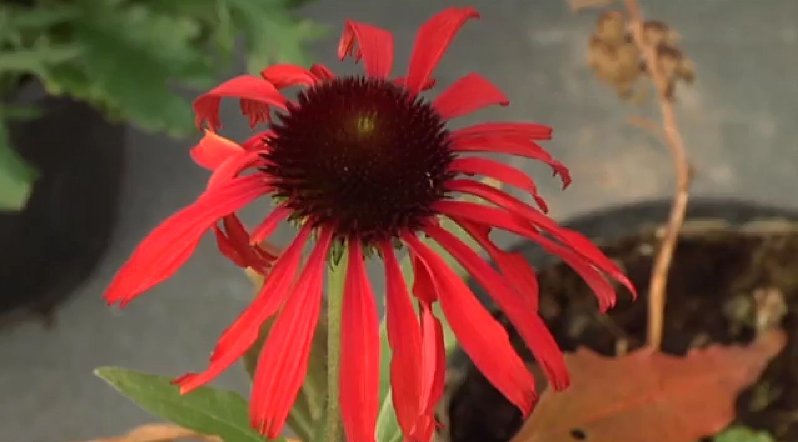 Plantas de colección Echinacea hot summer Plantas de colección Echinacea hot summer
