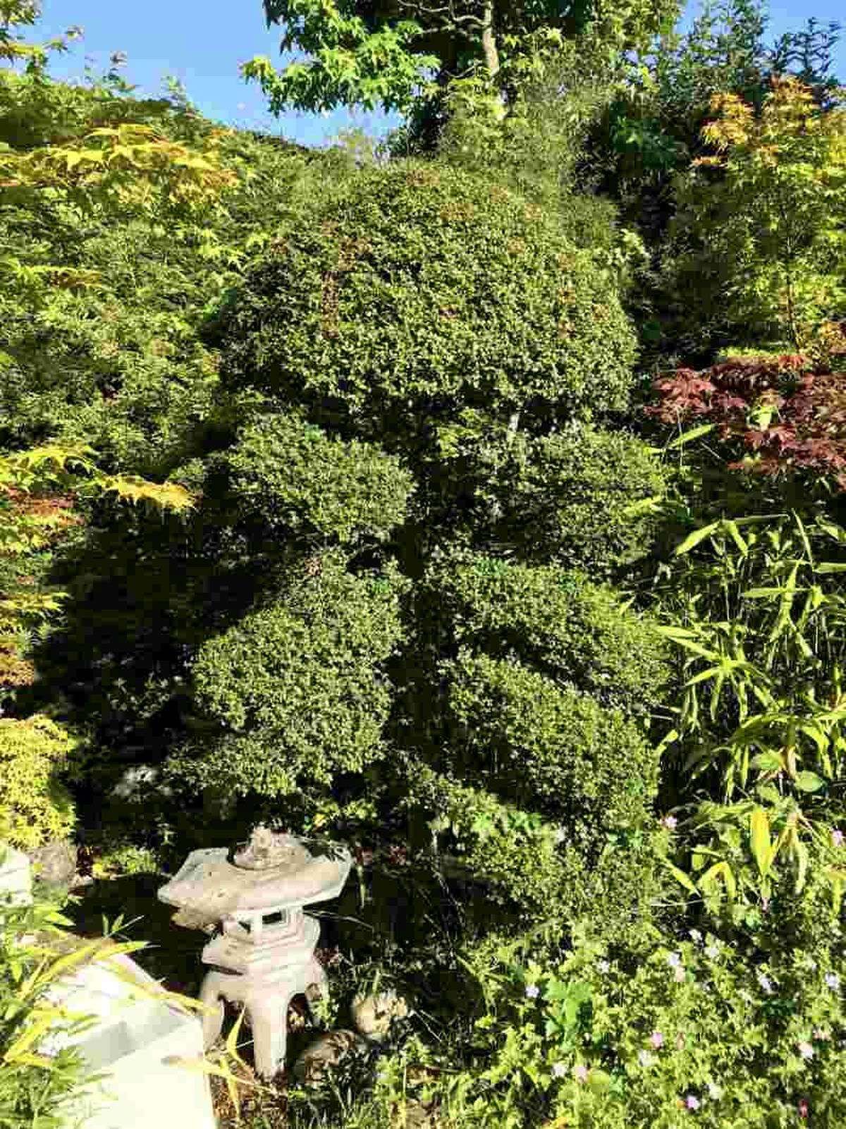 Acebo japonés en arte topiario