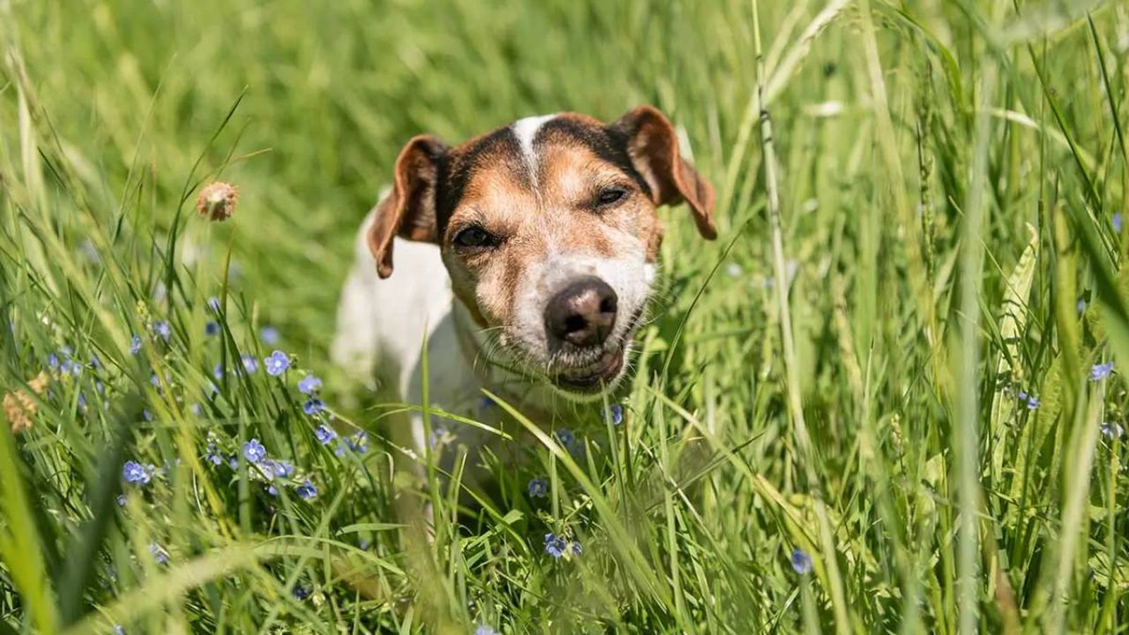 por que los perros comen hierba (1)