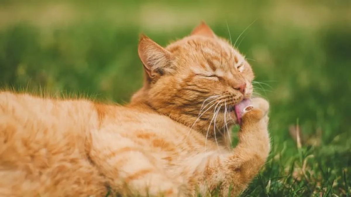 causas por las que un gato babea 1