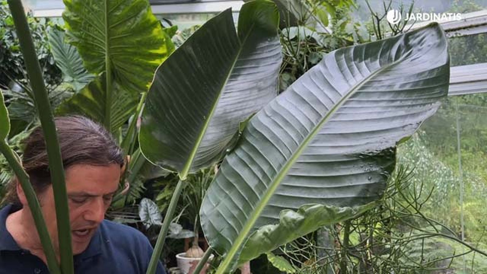 Strelitzia Augusta Strelitzia alba hojas lanceoladas jardinatis Strelitzia Augusta Strelitzia alba hojas lanceoladas jardinatis