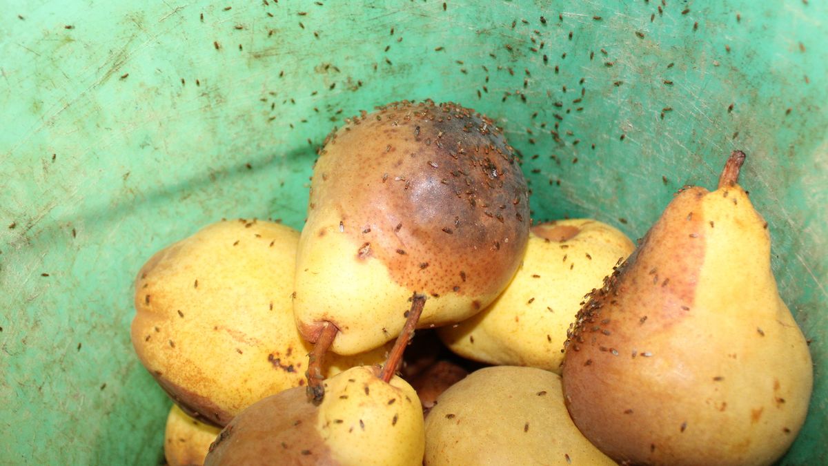 La moscas de la fruta pueden transportar bacterias y gérmenes perjudiciales