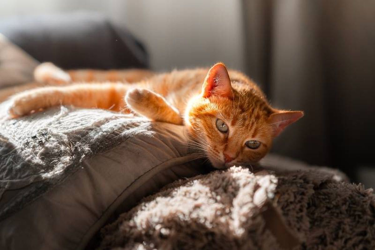 Para ganar su confianza dale tiempo y seguridad, utilizando comida o juguetes.