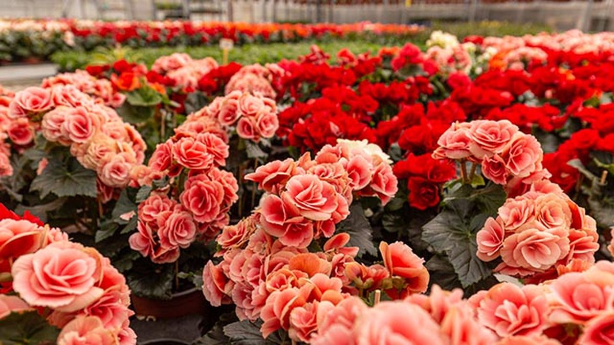 flores de begonia elatior