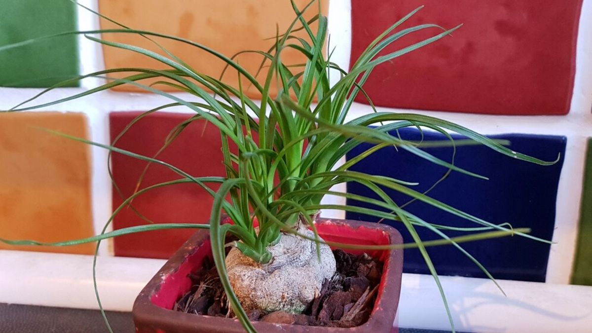 beaucarneas plantas estancias pequenas