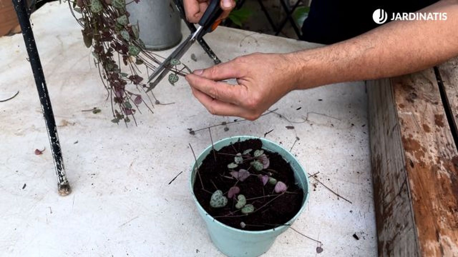 reproducir ceropegia woodii jardinatis 23 36. reproducir ceropegia woodii jardinatis 23 36.