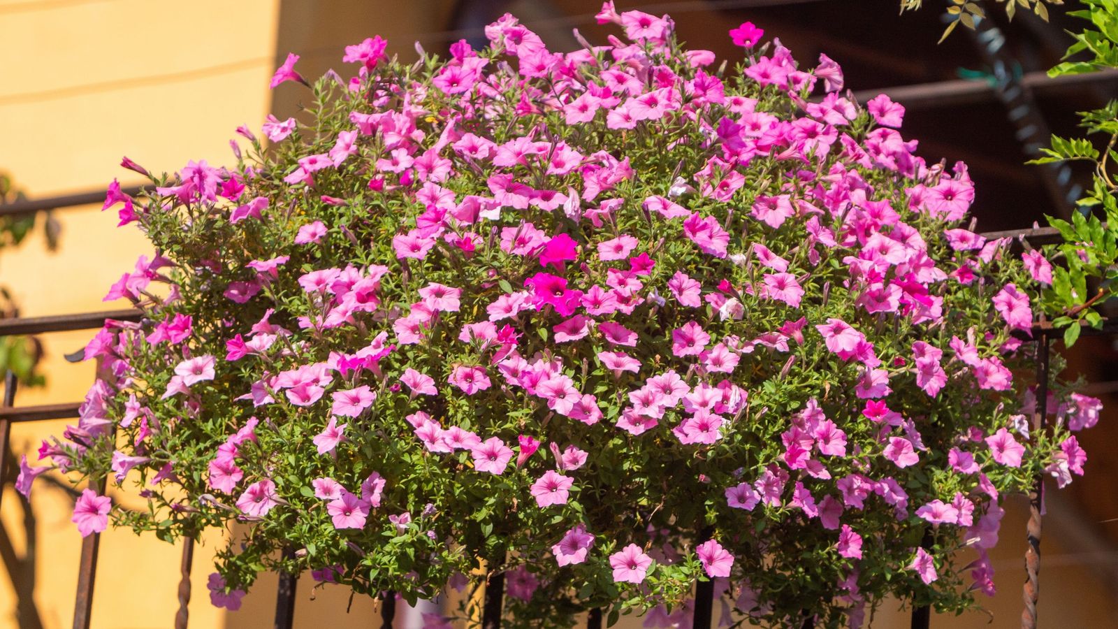 Las macetas colgantes están disponibles en gran variedad de tamaños y colores