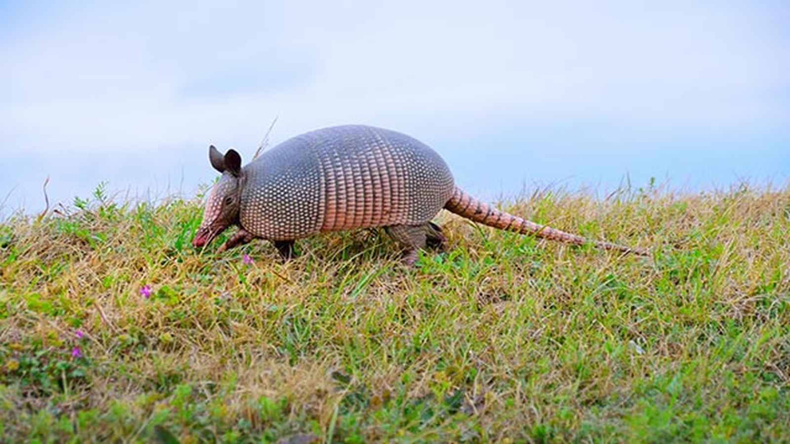 armadillo armadillo