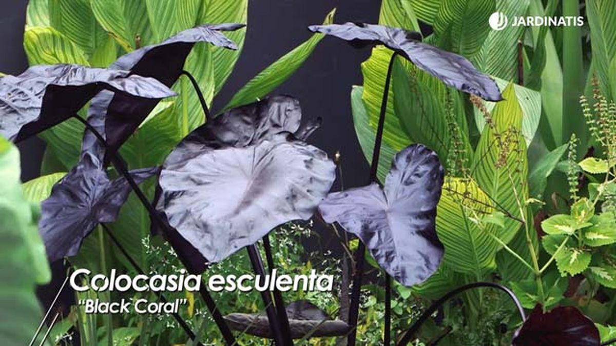 colocasia esculenta black coral brico 1008