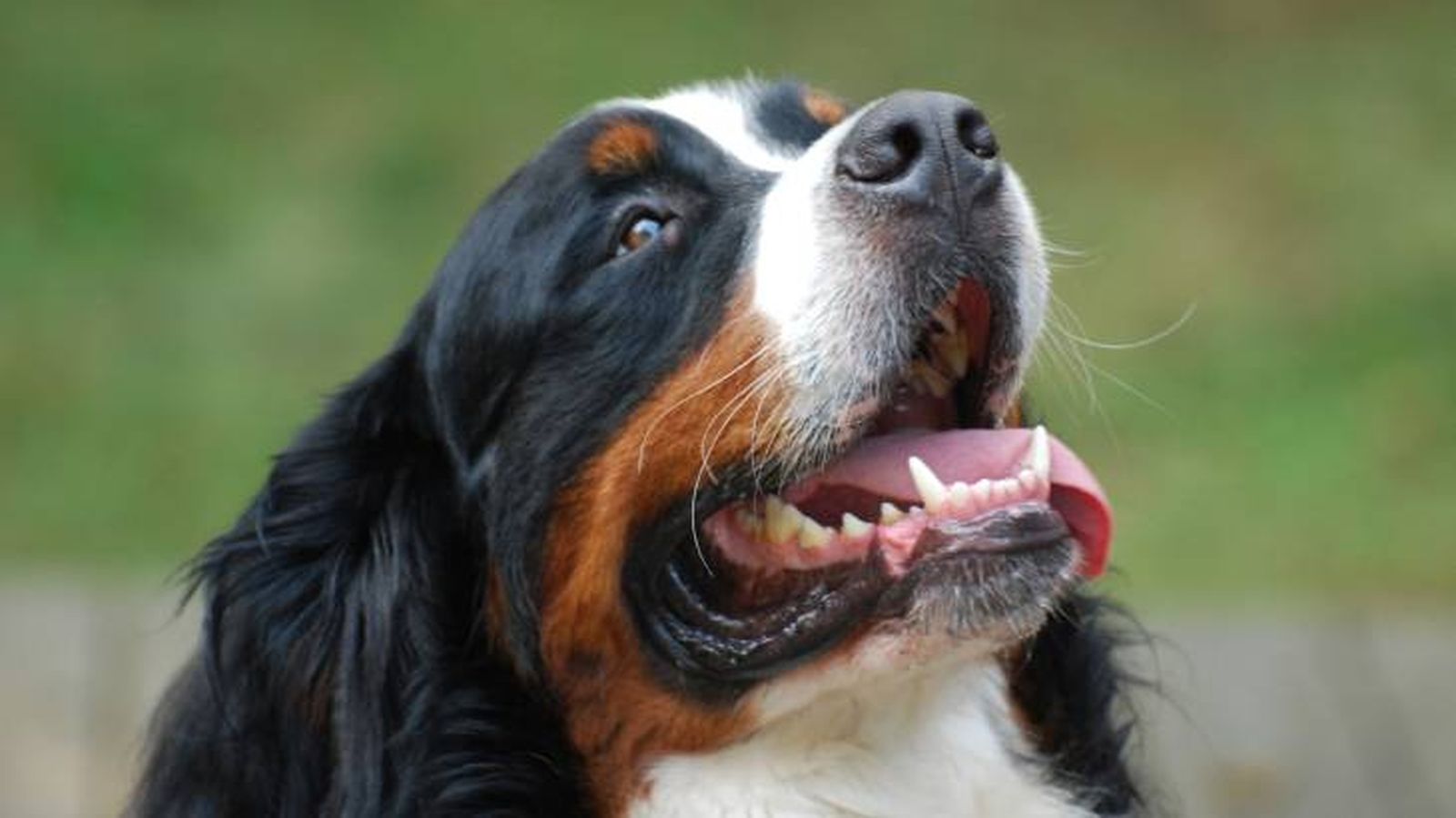 raza perros grandes boyero berna raza perros grandes boyero berna