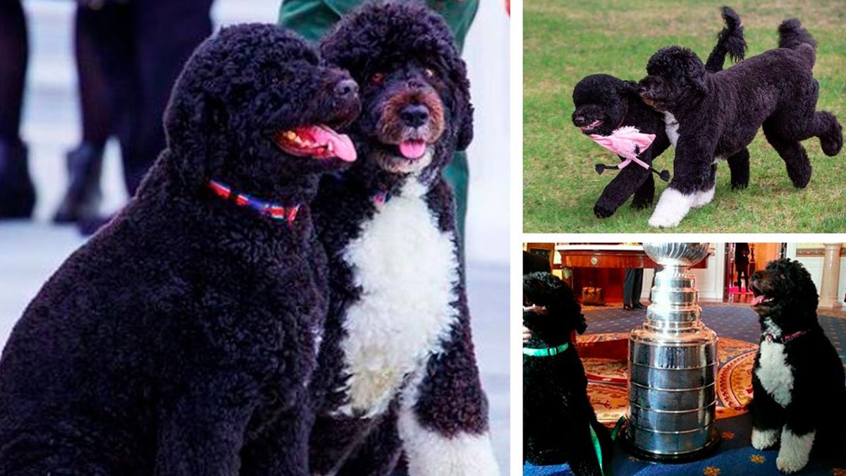 perros presidente biden 9