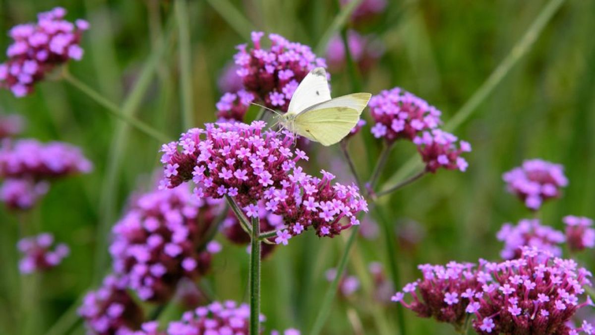Verbena bonariensis.