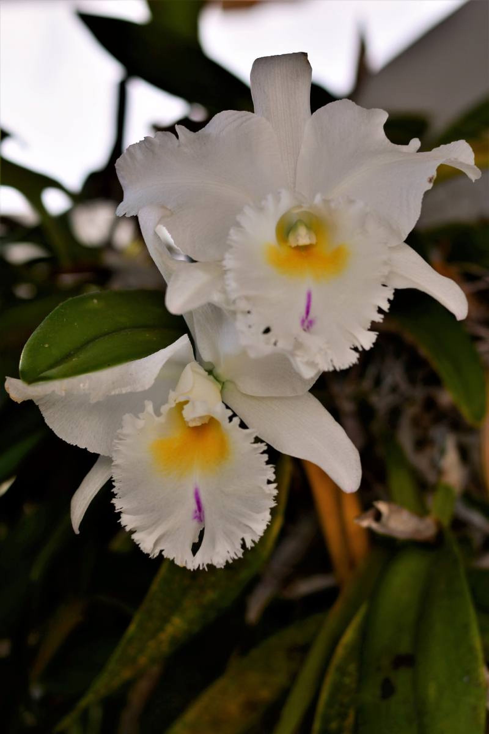 Cattleya trianae. Cattleya trianae.