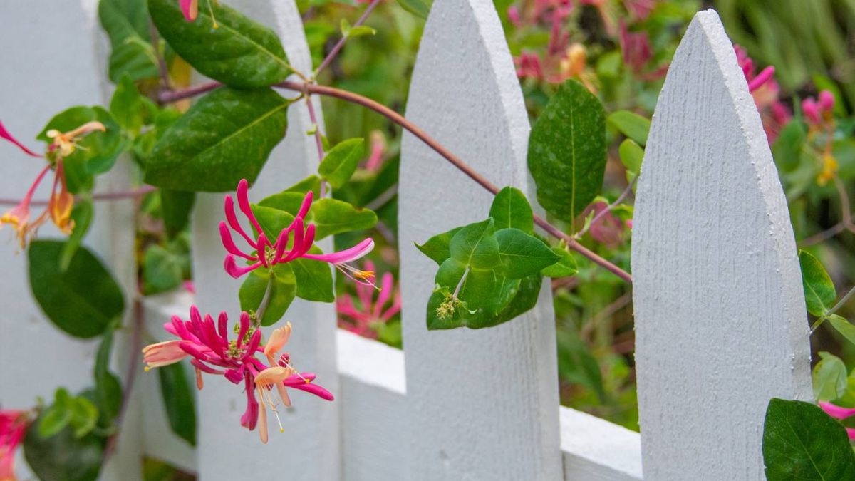 Plantas trepadoras aptas para mascotas: Madreselva