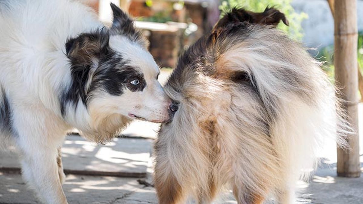 perros comen heces 3