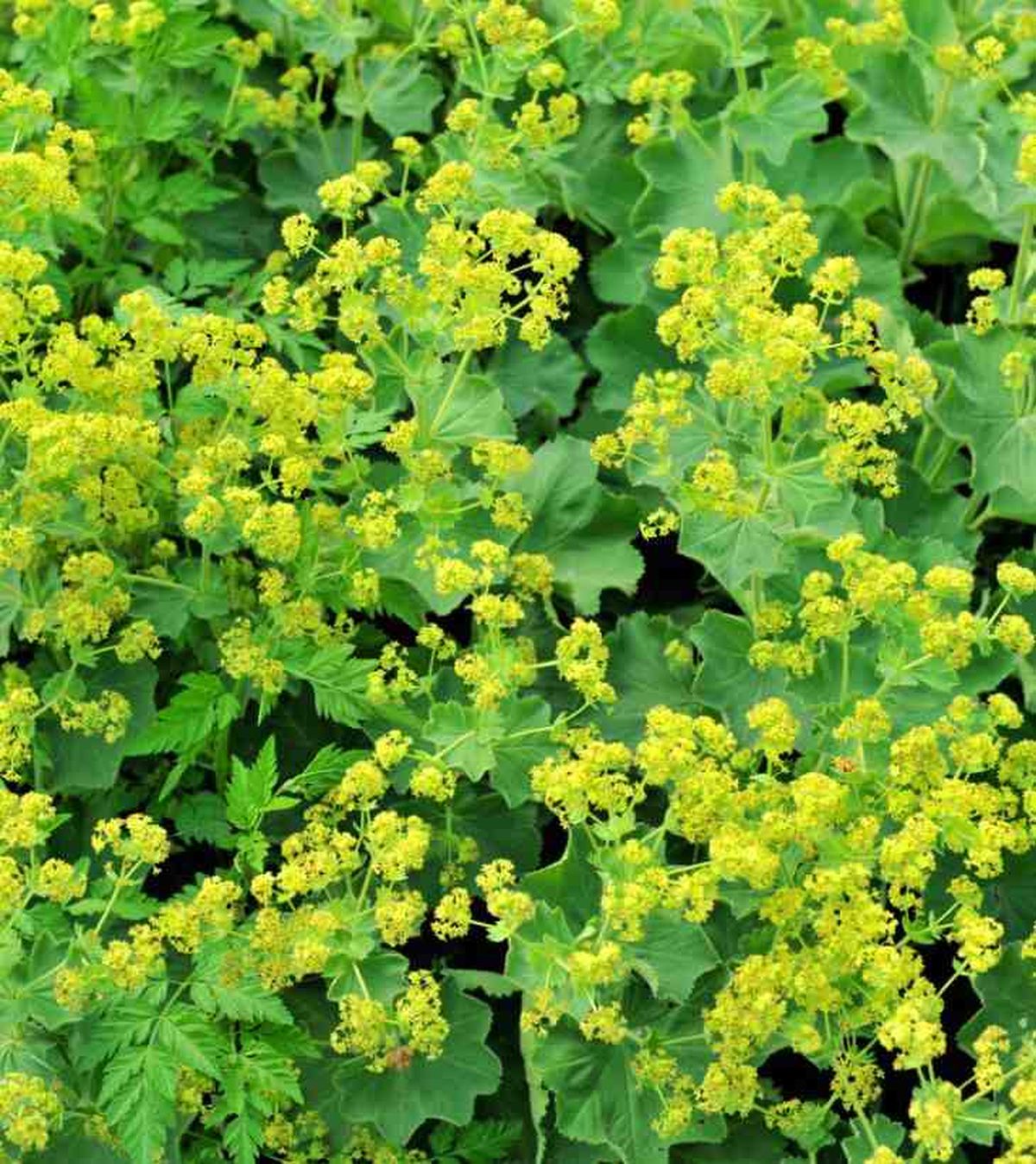 planta rastrera pie de leon