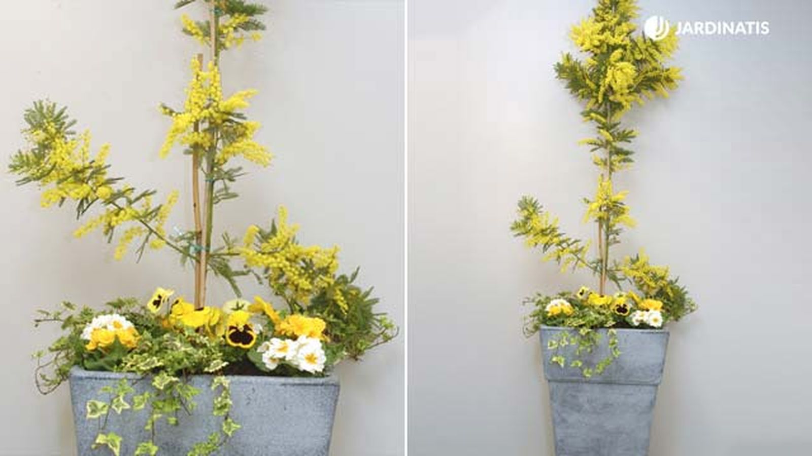 composicion con planta mimosa deco 080 jardinatis composicion con planta mimosa deco 080 jardinatis