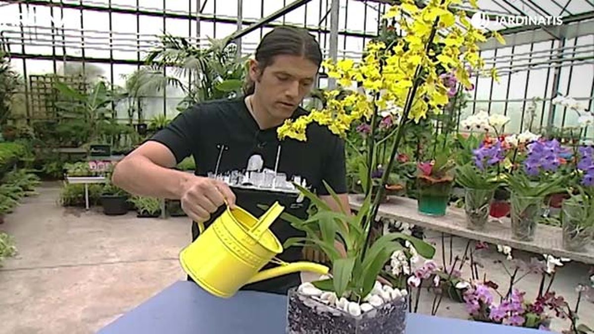 regar orquidea oncidium dama danzante deco 304 jardinatis