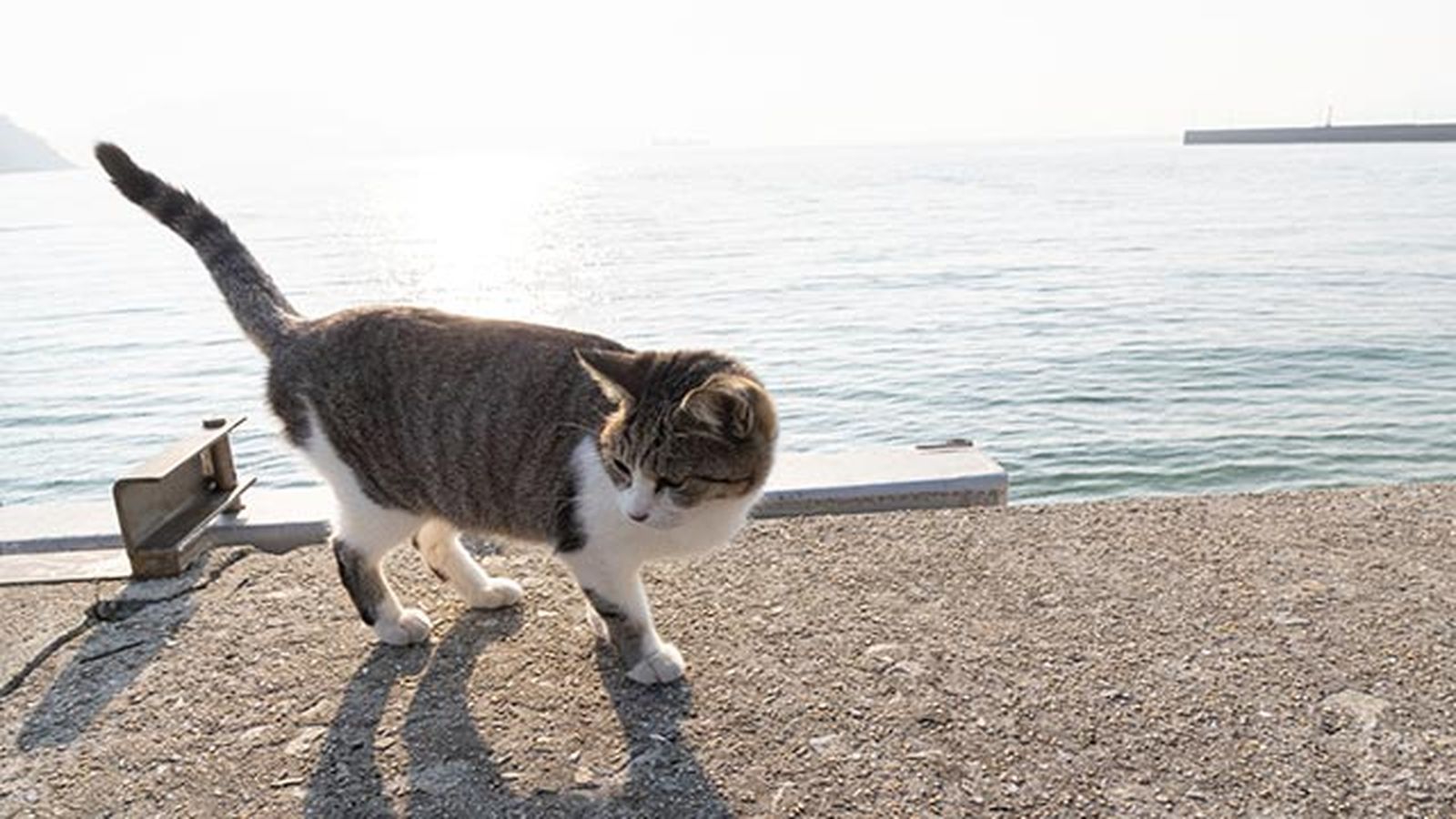 gato en la calle gato en la calle