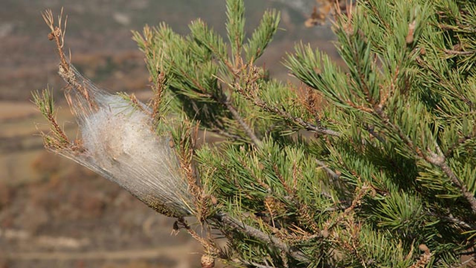 Thaumetopoea pityocampa bolas arbol Thaumetopoea pityocampa bolas arbol