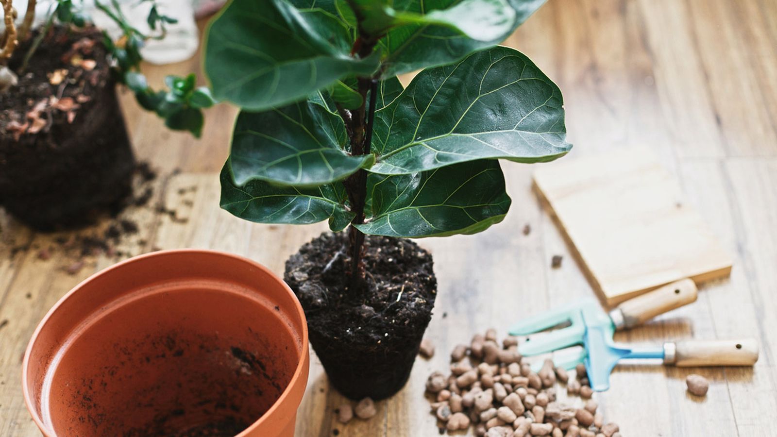 tansplantar Ficus lyrat en casa tansplantar Ficus lyrat en casa