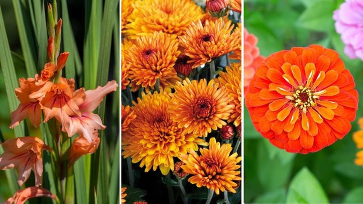 flores naranjas gladiolo crisantemo zinnia