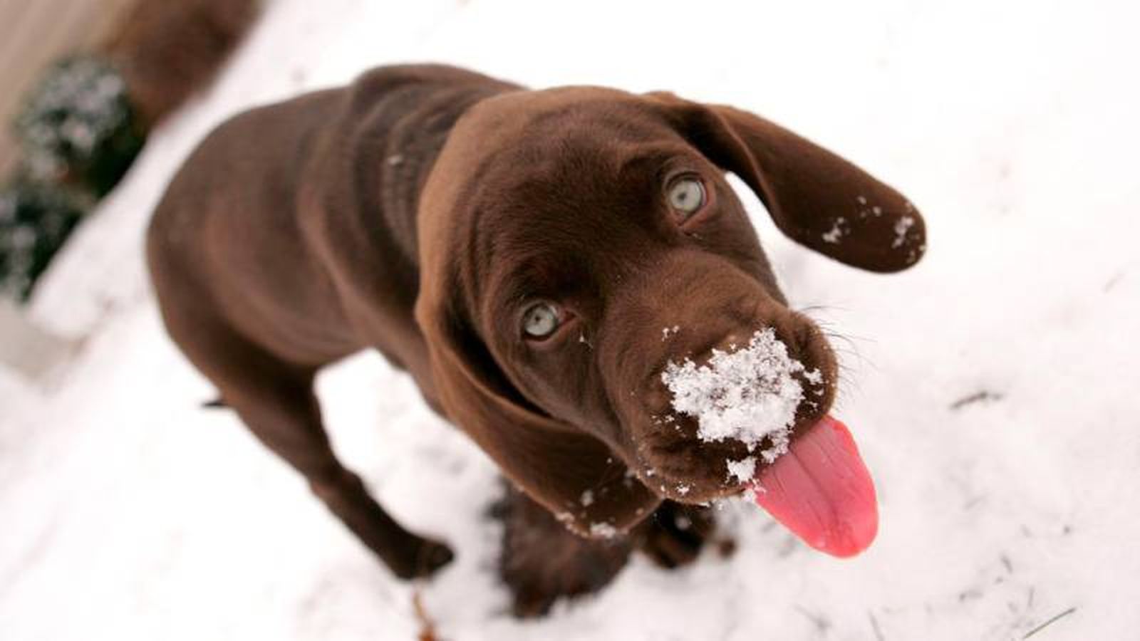 También debemos impedir que se coman la propia nieve.