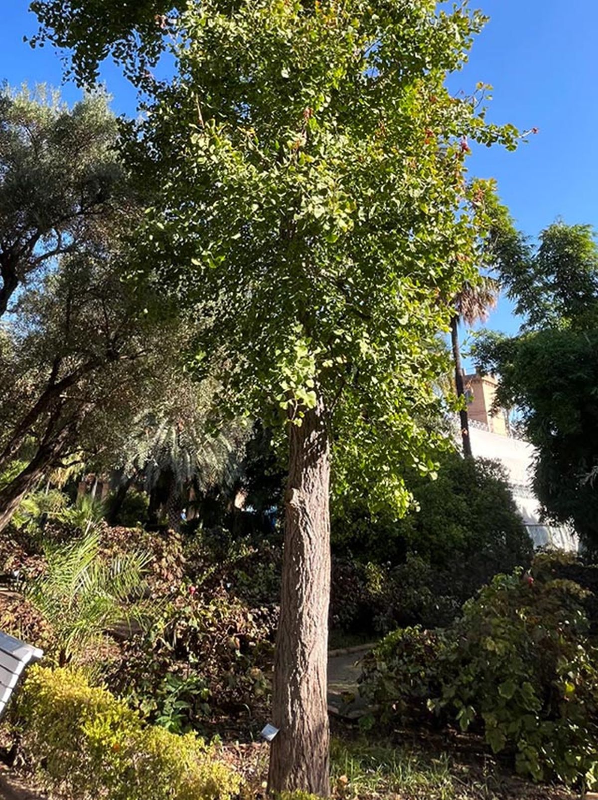 arbol gingko cultivo