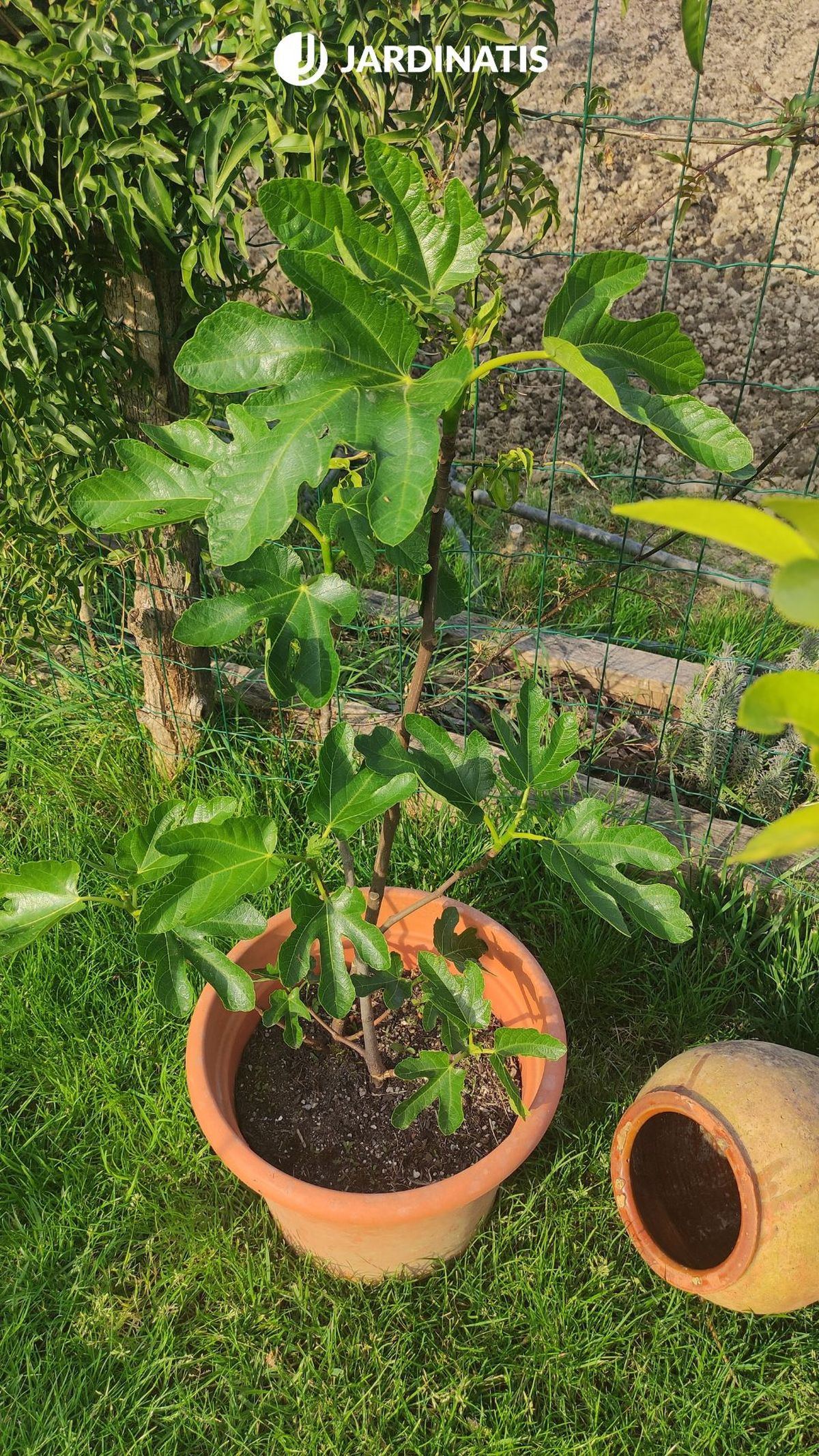 higuera en maceta jardinatis